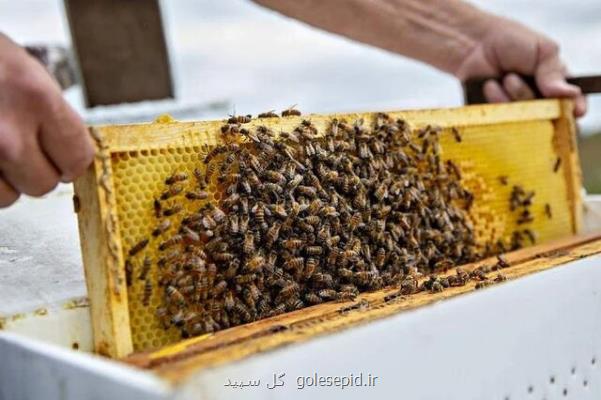 قرنطینه زنبورها