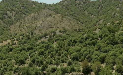 کاشت بیش از 320 میلیون درخت طی یک سال در ایران