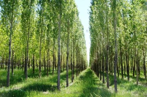 زراعت چوب طرحی برای احیای محیط زیست و اقتصاد