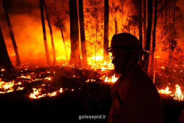افزایش 30 درصدی خطر آتش سوزی در جنگل های استرالیا با تغییرات اقلیمی