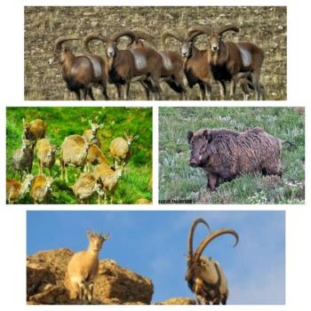 شناسایی بیش از ۳۵۷ گونه جانوری در كردستان