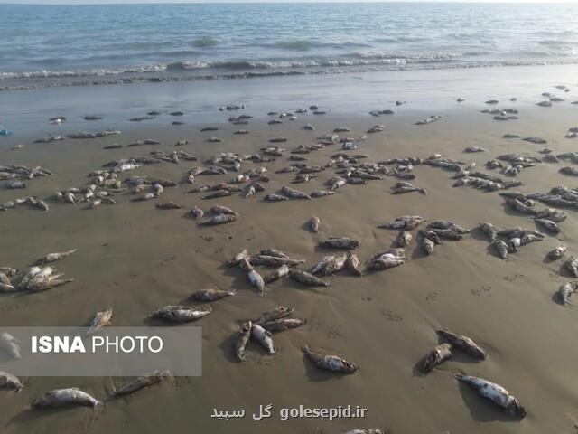 مشاهده لاشه گربه ماهیان در ساحل شهرستان جاسك