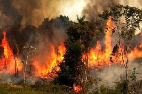 14 هزار مورد آتشسوزی در جنگل های کشور طی یک دهه!
