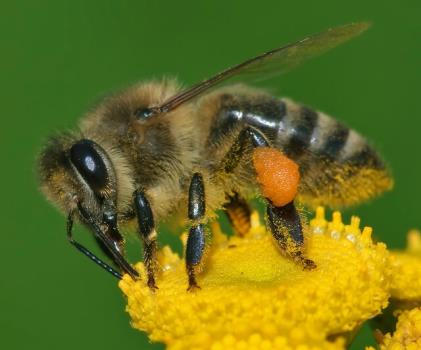 آفت کش ها، بلای جان زنبورهای عسل