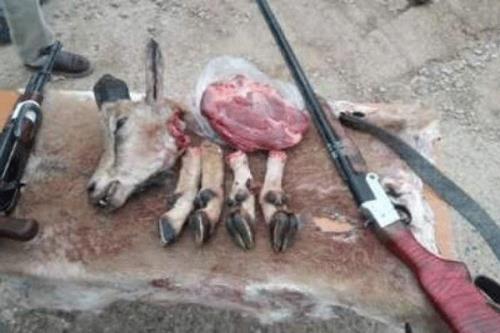 شکارچیان بدون مجوز در شرق استان تهران دستگیر شدند