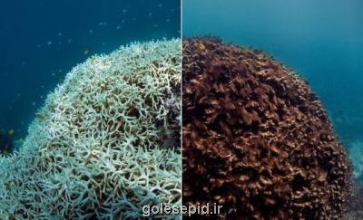 تخریب 14 درصد از صخره های مرجانی جهان طی یک دهه