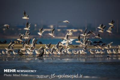 باروت بلای جان مرغان سیبری