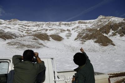 آغاز سرشماری زمستانه حیات وحش