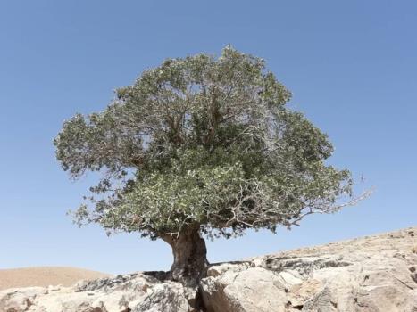 پیرقوچ تک درخت کهنسال دهاقان ثبت ملی شد