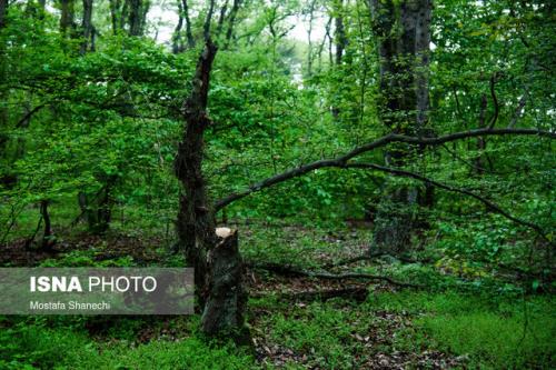 کمبود اعتبارات عامل اصلی تاخیر در اجرای طرح تنفس جنگلها
