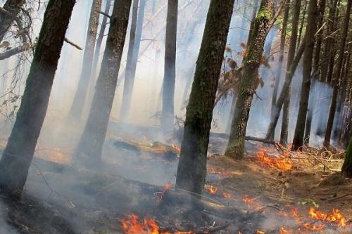 تغییرات اقلیمی آتش سوزی های فاجعه بار بیشتری به همراه دارد