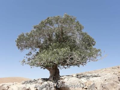 پیرقوچ تک درخت کهنسال دهاقان ثبت ملی شد