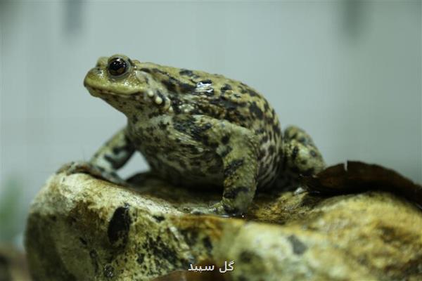 تغییر کاربری زیستگاه، بلای جان وزغ تالشی