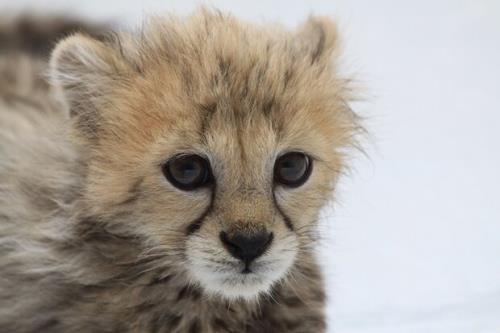 سومین توله یوز پیروز نام گرفت