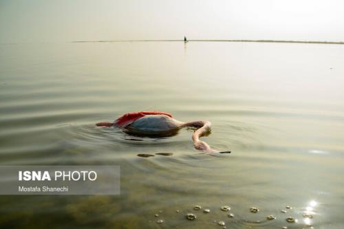 سرگذشت دردناک فلامینگوهای تالاب بختگان