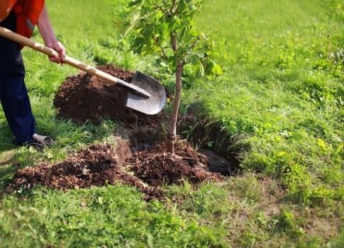 مردم در کاشت یک میلیارد اصله درخت مشارکت کنند