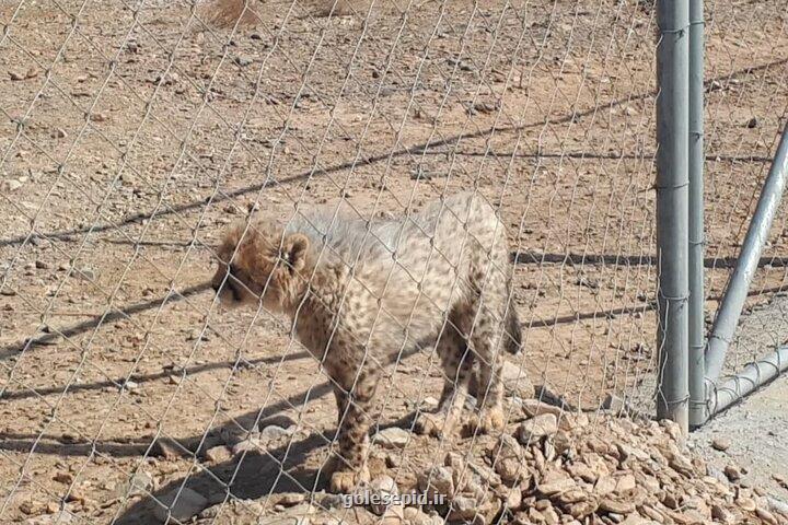 آفتاب امید از توران تابید