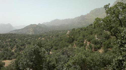 هجوم انگل دارواش به درختان اورس استان سمنان
