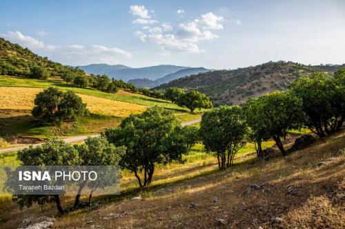 شناسایی مناطق جنگلی مستعد حریق