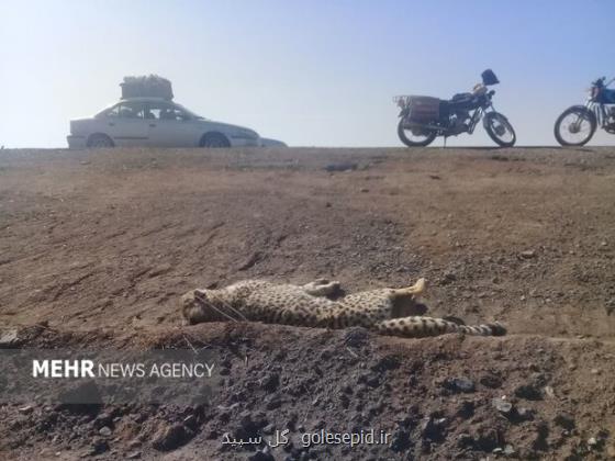 سپر حفاظتی یوزپلنگ ایرانی از تصادفات جاده ای پیشنهاد شد