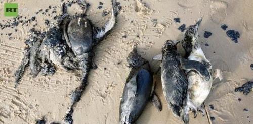 کشف لاشه صدها پنگوئن در سواحل اروگوئه