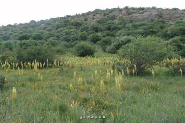 علت اهمیت منطقه حفاظت شده قرخود در خراسان شمالی