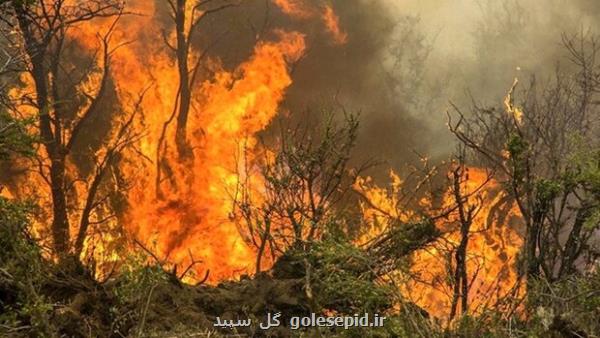گرما و خطر حریق در جنگل های ایلام عروس زاگرس در تابستان می سوزد