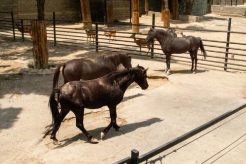 باغ وحش ارم اسب ورزشی ندارد