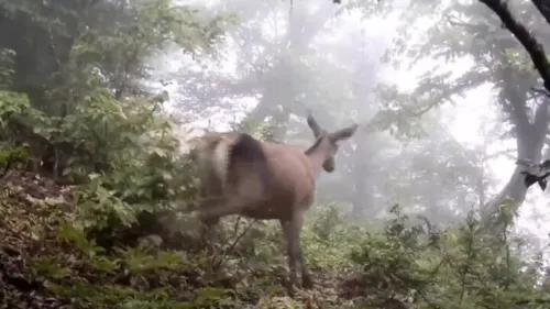 برنامه های جدید برای حفاظت و بهره برداری از منابع ژنتیکی حیات وحش