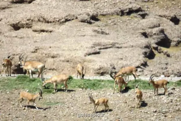 کشاورز خیر برای حیات وحش موته علوفه اهدا کرد