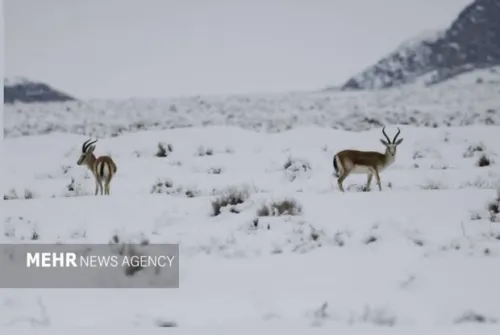 بارندگیها زیستگاه های اصفهان را زنده کرد کاهش غبارخیزی تالاب گاوخونی