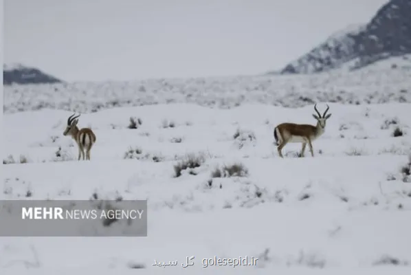 بارندگیها زیستگاه های اصفهان را زنده کرد کاهش غبارخیزی تالاب گاوخونی