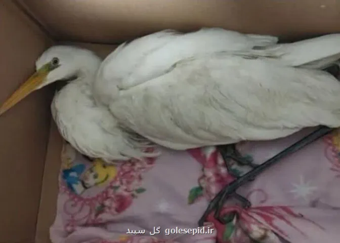 واکنش محیط زیست استان تهران به ادعای انتقال لک لک ها به شهرری