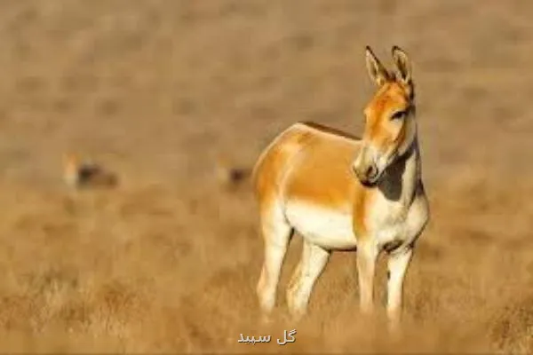 شروع فصل زایش گور آسیایی در پارک ملی قطرویه فارس