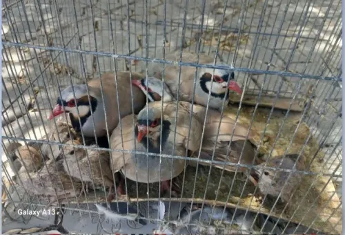 اخبار کوتاه محیط زیستی اصفهان