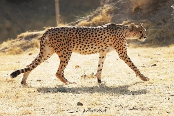محافظت از یوز ایرانی با محوریت زیستگاه و کاهش تهدیدها دنبال می شود