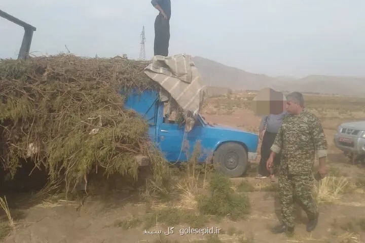 کشف محموله یک تنی در خرم آباد از ریشه های شیرین تا زخم تلخ بر تن طبیعت