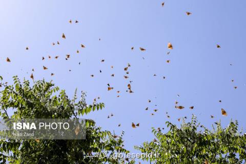 چرایی افزایش حشرات در استان تهران از پروانه ها تا ملخ ها