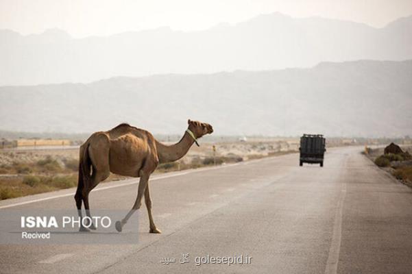 شترها بلای جان تالاب هامون