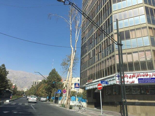 ورود محیط زیست به مبحث خشك شدن چنارهای خیابان ولیعصر