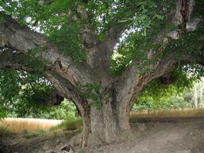 از درخت های كهنسال ایران چه می دانید؟