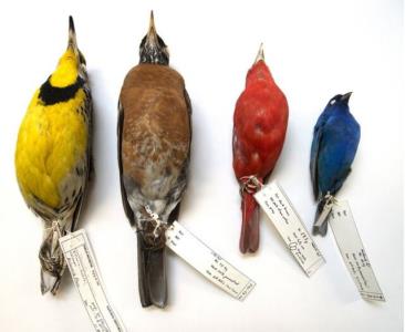 تغییرات اقلیمی عامل كوچك شدن جثه پرندگان