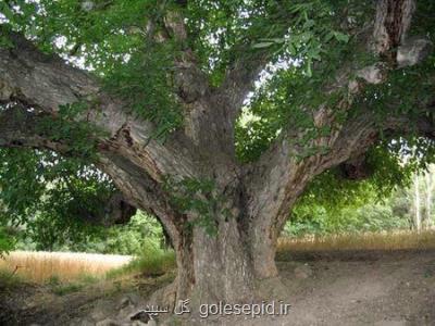 از درخت های كهنسال ایران چه می دانید؟