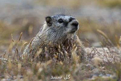 كشف لاشه ۲۷۰ مارموت در خودرویی در مغولستان