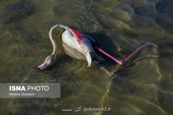 مسمومیت پرندگان در میانكاله مازندران تایید نشد