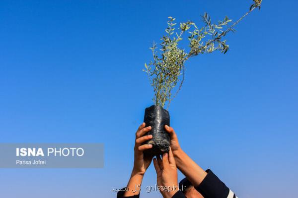 آغاز پویش سراسری درختكاری در كشور از اسفند