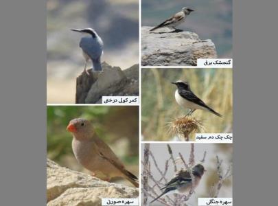 ثبت 5 گونه پرنده جدید توسط پژوهشگران دانشگاه اراك