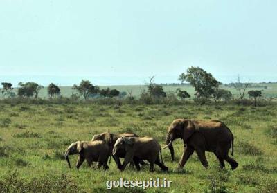 تلف شدن ۱۲ بچه فیل در زیمبابوه بر اثر بیماری عفونی