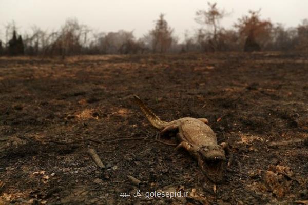 نگرانی از تاثیر تغییرات اقلیمی بر آتش سوزی بزرگترین تالاب جهان