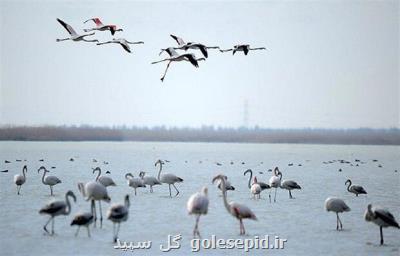 فراخوان جشنواره آثار خبری در حوزه تالاب
